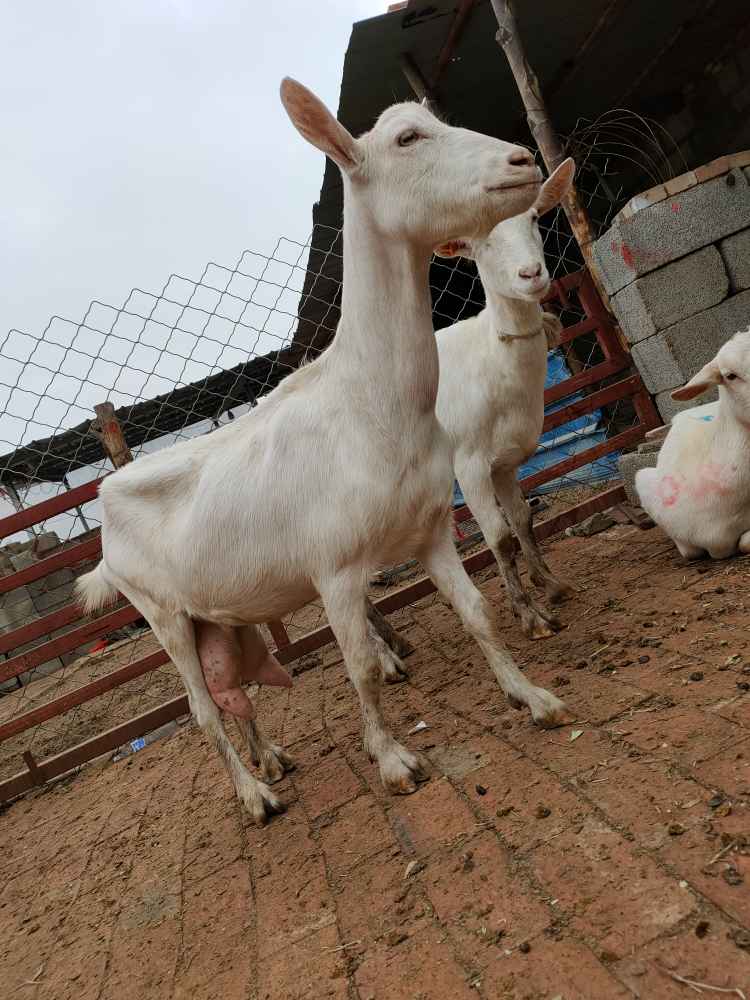 新疆轮台县萨能奶山羊一只多少钱