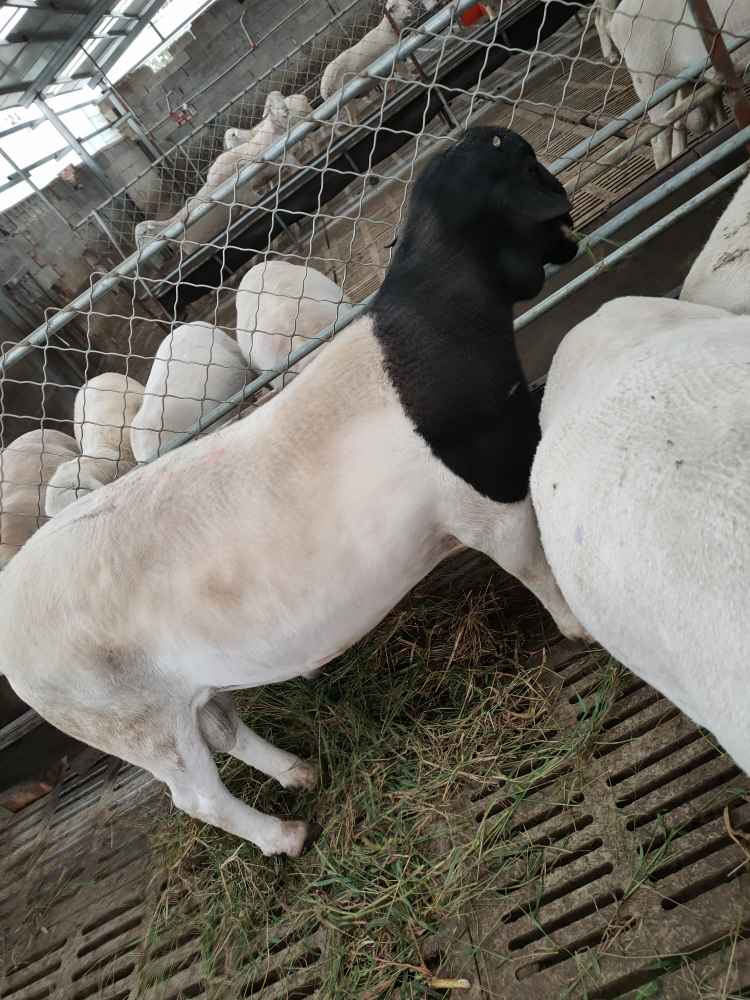什么羊适合甘肃地区养殖 杜泊绵羊一年产几窝-中国畜牧网-商情详情