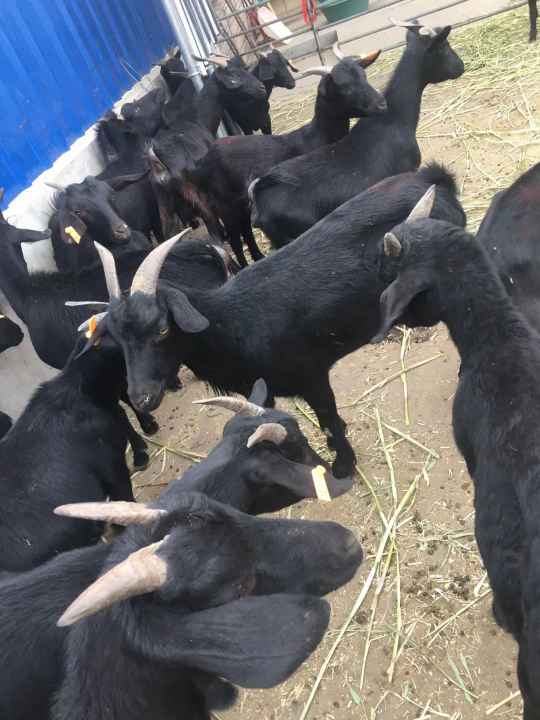 努比亚黑山羊怀孕母羊多少钱