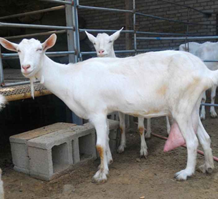 新疆阿拉尔头胎萨能奶山羊多少钱一只