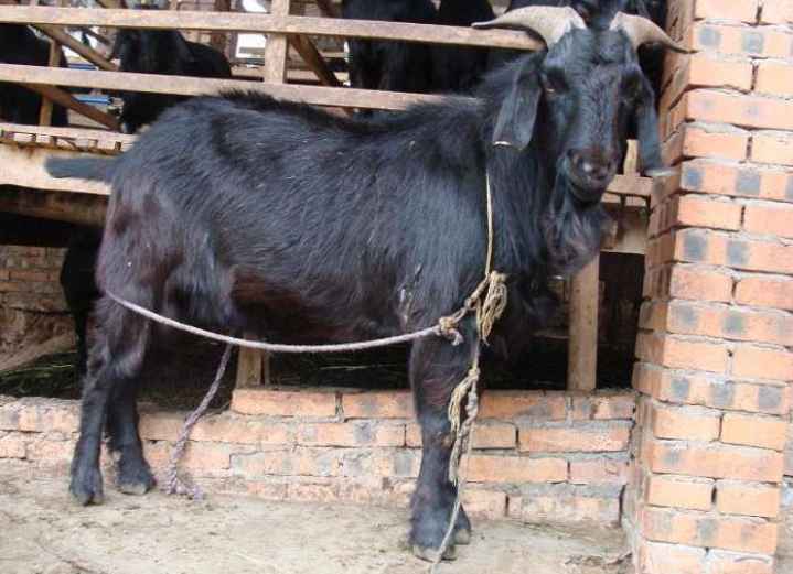 新疆巴楚县大耳努比亚黑山羊公羊多少钱一只