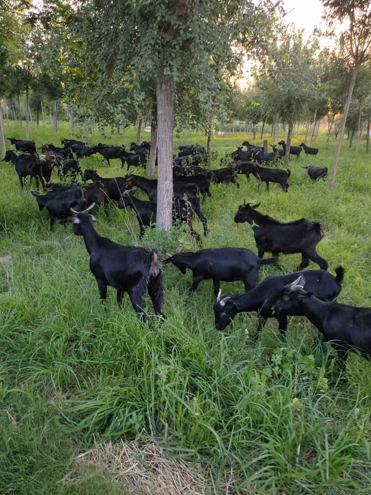 努比亚黑山羊养殖场黑山羊价格_供应信息_中国畜牧网