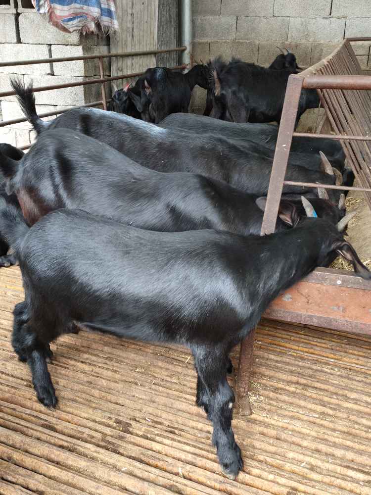 努比亚黑山羊养殖场黑山羊价格_供应信息_中国畜牧网