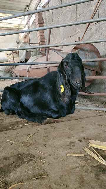 出售努比亚黑山羊大母羊正规养殖场