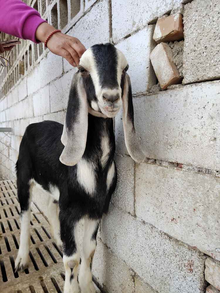 新疆阿克苏哪里有阿尔菲斯大耳羊出售