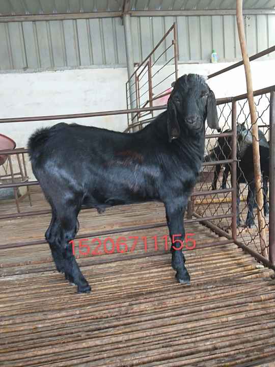 新疆阜康努比亚黑山羊出售价格多少钱一只