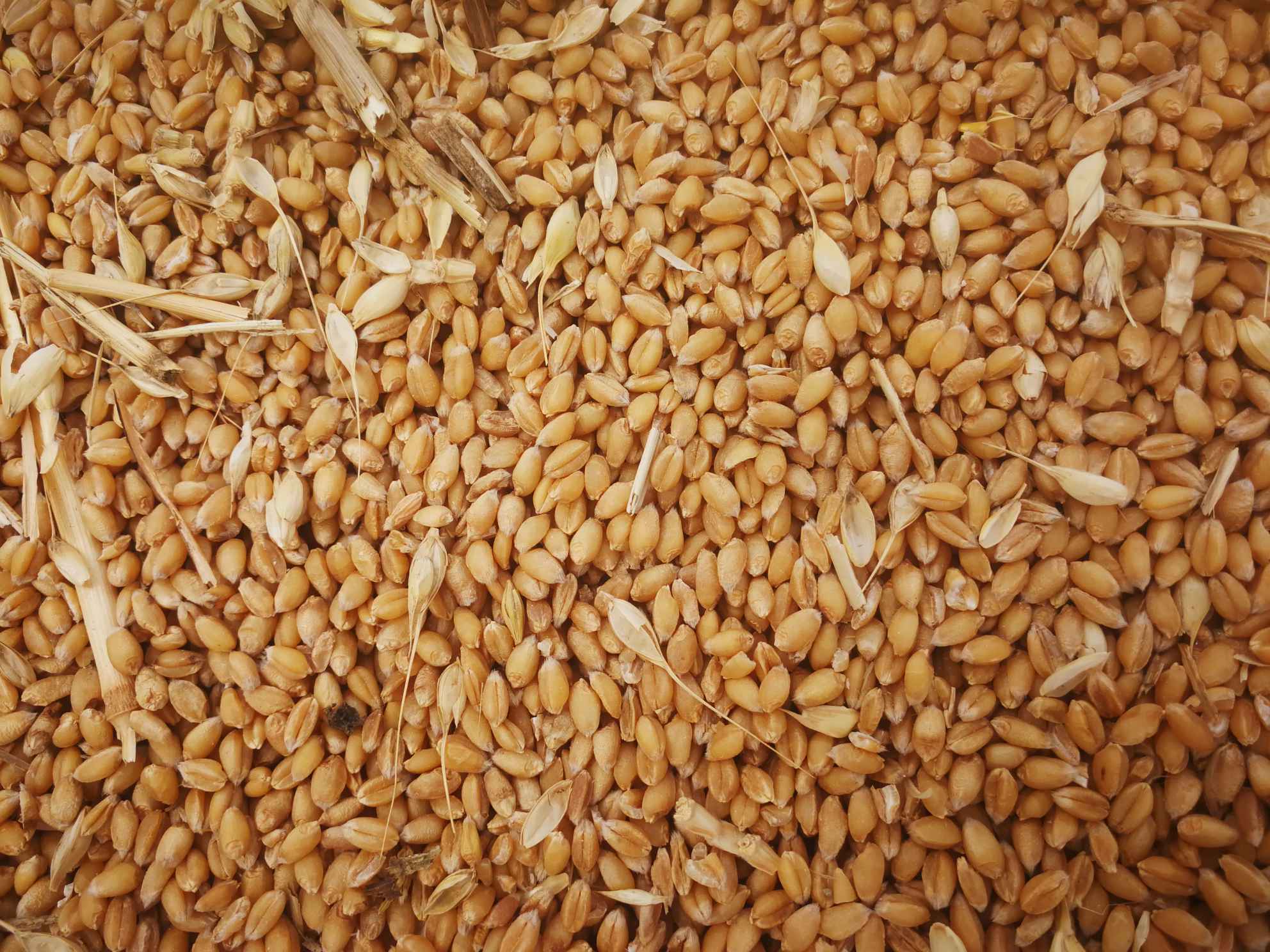 小麦育种家谈小麦性状改良！必读好文