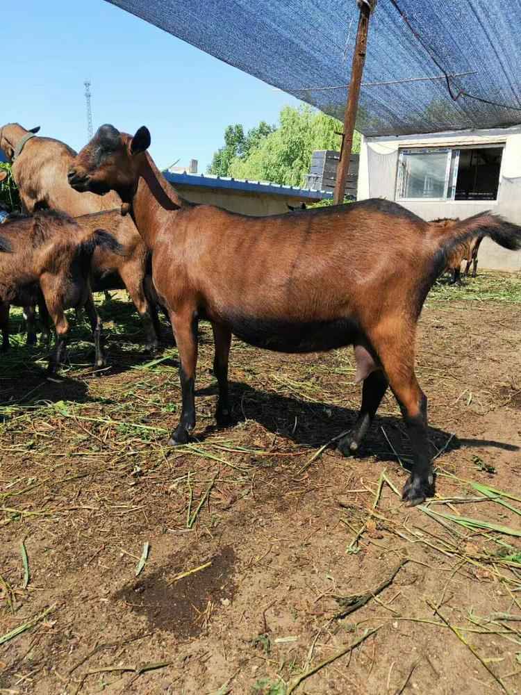 新疆吐鲁番出售红鹿奶山羊吐根堡奶山羊