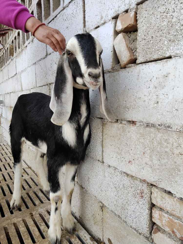 新疆阿克苏哪里有阿尔菲斯大耳羊出售