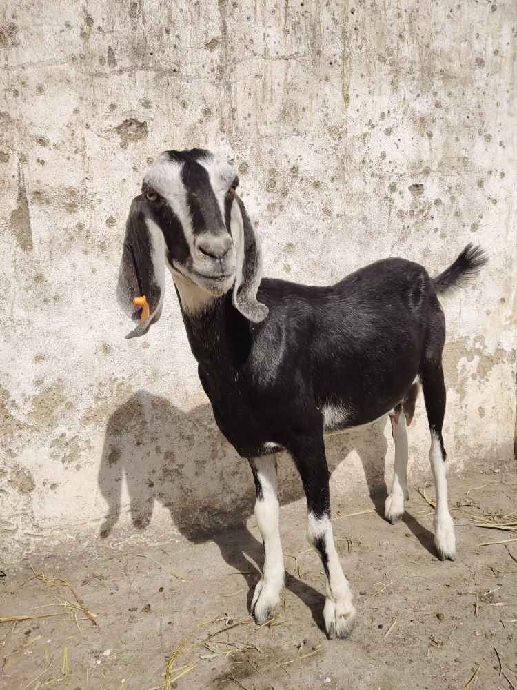缅甸大耳山羊图片图片