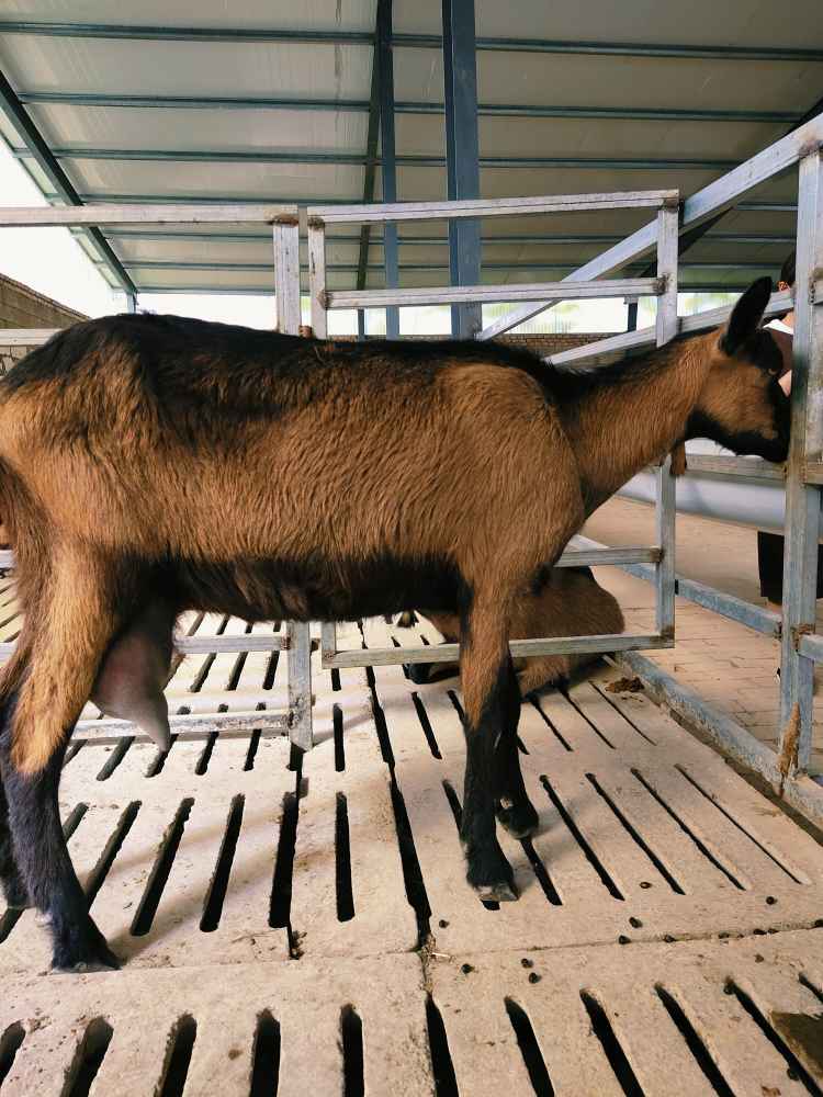 新疆喀什哪里出售的红鹿奶山羊偏宜质量还好的