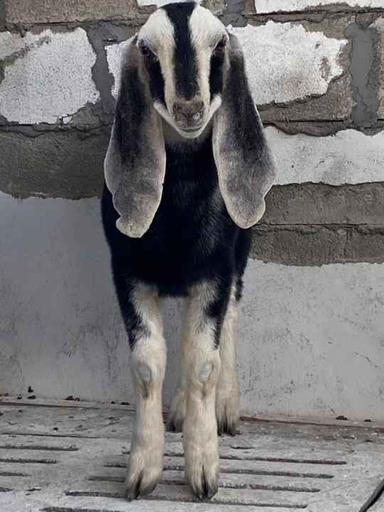 大马士革山羊幼年图片