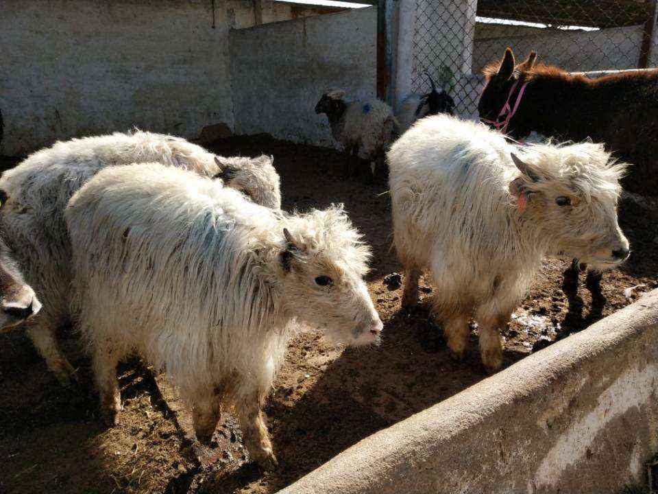 樂山什麼地方有養殖賣矮馬寵物羊駝乘騎駱駝的矮馬多少錢一隻