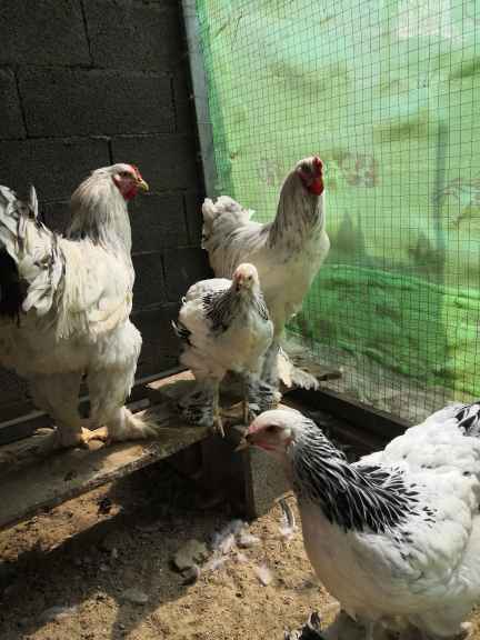 保定什么地方有养殖出售观赏婆罗门鸡观赏婆罗门鸡的价格是多少